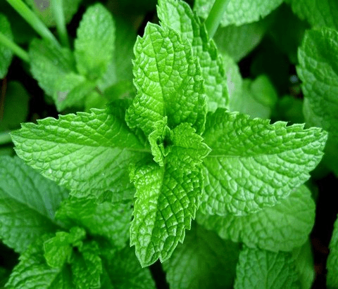 Scent Leaf